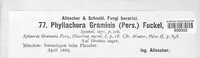 Phyllachora graminis image
